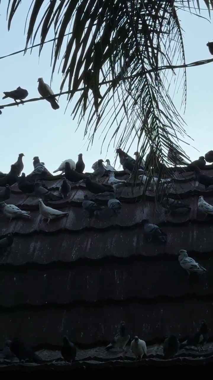 Stormo di piccioni a riposo su un tetto di tegole al tramonto