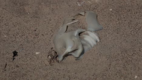 burned plastic bottle buried in sand dunes, environmental pollution