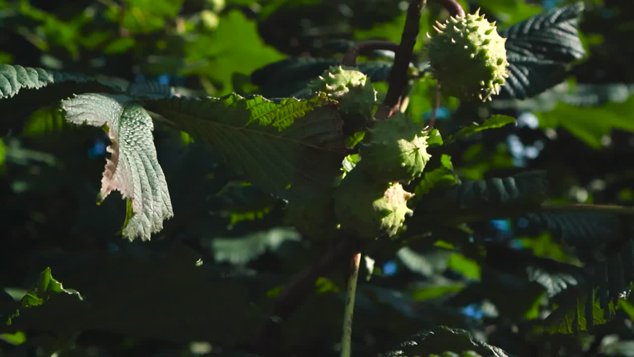 Vista orbitale cinematografica dal basso di castagne mature sui rami degli alberi illuminate dalla calda luce del sole e circondate da foglie verdi e rigogliose