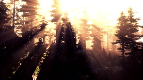 panoramic view of the majestic evergreen forest in a morning fog