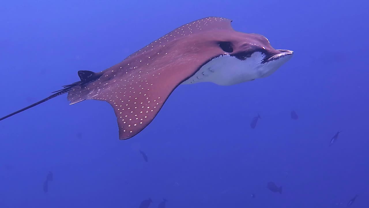 A close encounter with a very relaxed Eagle Ray