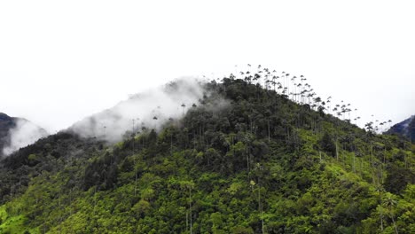 Mountain-peak-filled-with-high-palm-trees-in-the-Colombian-Andes,-circle-aerial