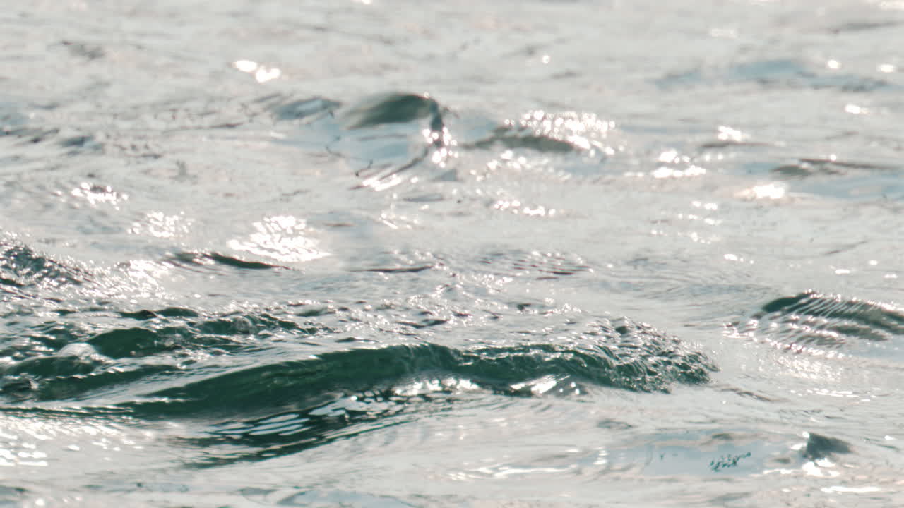 A cormorant swims and dives into the clear blue sea near the coast
