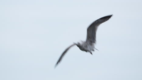 A-Solitary-Gull-Glided-Effortlessly-through-the-Cerulean-Expanse---Aerial