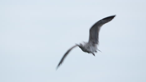 una gaviota solitaria se deslizó sin esfuerzo a través de la extensión cerúlea - aérea