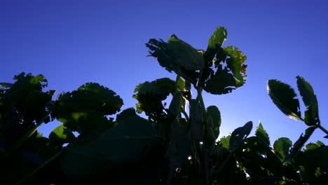 soy leaves in a sown field seen from a low angle, backlit against a deep blue sky