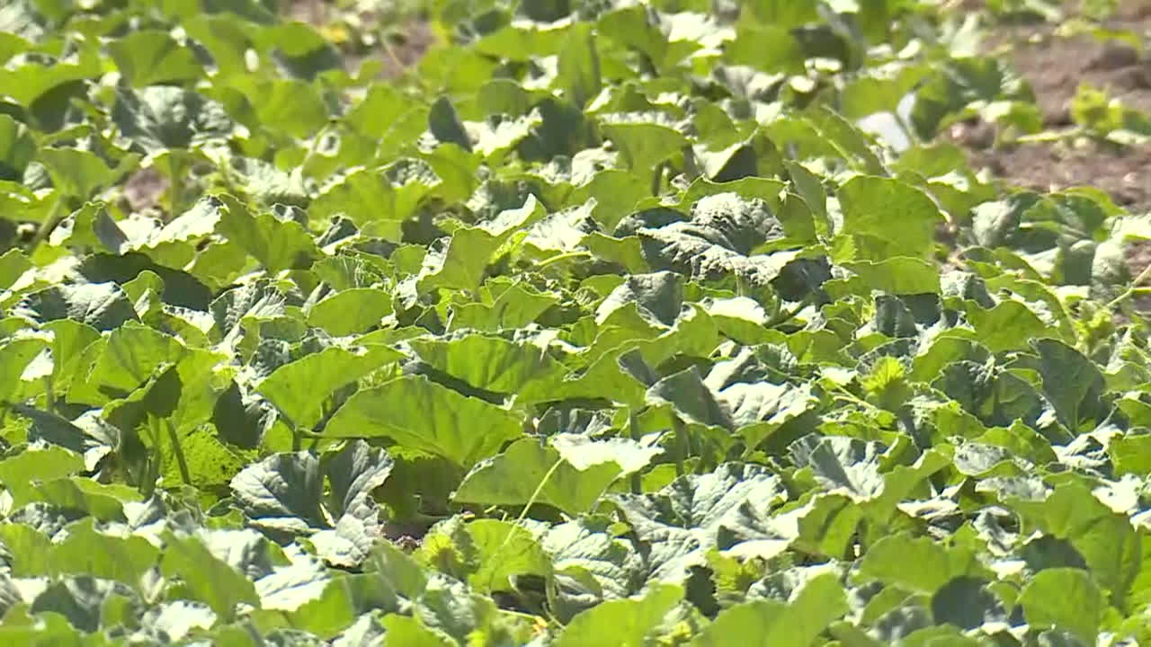 Growing Pumpkins or Melons in a Field
