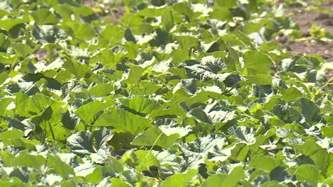 growing pumpkins or melons in a field