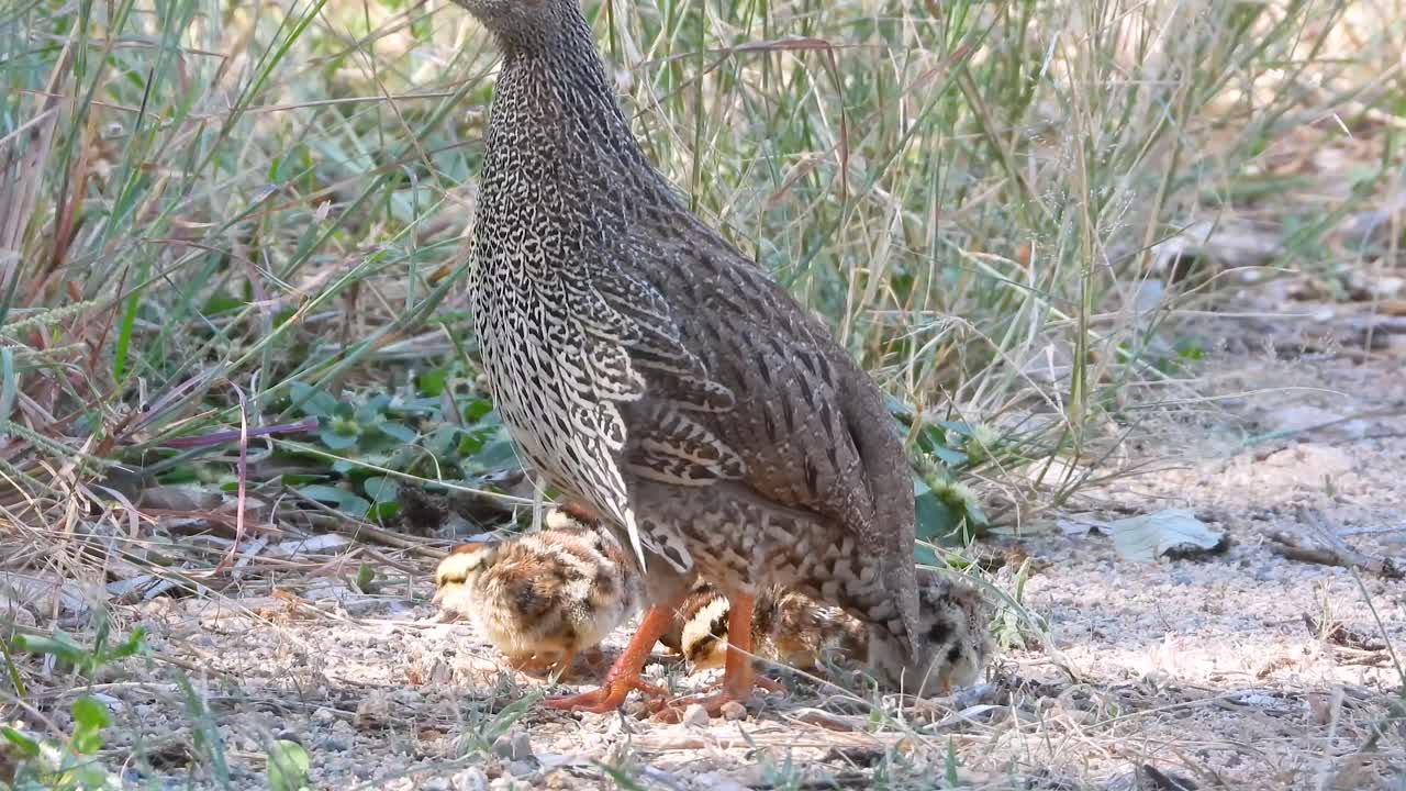 Protective Natal Spurfowl bird in vigilant stance, guarding its territory while offspring feed nearby. Distinctive speckled plumage and alert posture demonstrate parental defense behavior.