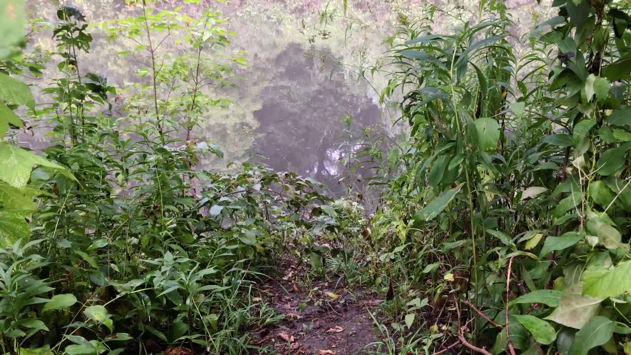 녹색 식물과 호수 반사