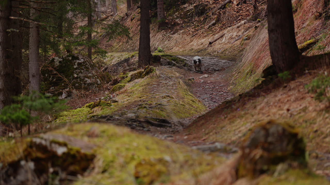 Pastore australiano che cammina tranquillamente attraverso una foresta verde lussureggiante. Scena naturalistica pacifica con luce naturale soffusa e il movimento concentrato del cane in un ambiente boschivo