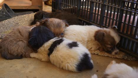 Exhausted-newborn-puppies-sleeping-bundled-up-together-after-puppy-playtime