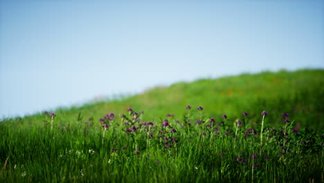 Feld-Mit-Grünem,-Frischem-Gras-Unter-Blauem-Himmel