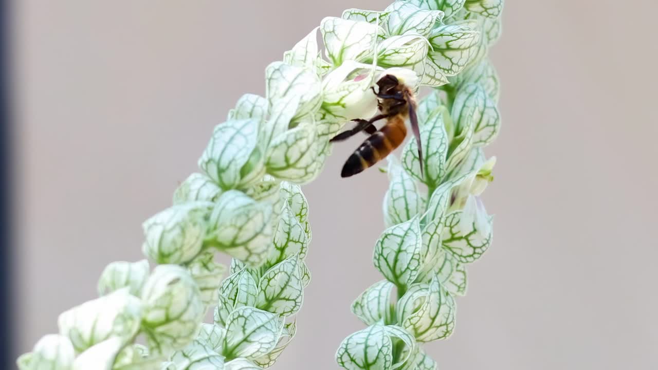 A bee explores and interacts with a textured green plant in close-up detail.