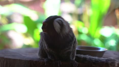 curious marmoset perches at the dirty glass window of its confined zoo enclosure, intently watching visitors pass by, close up shot.