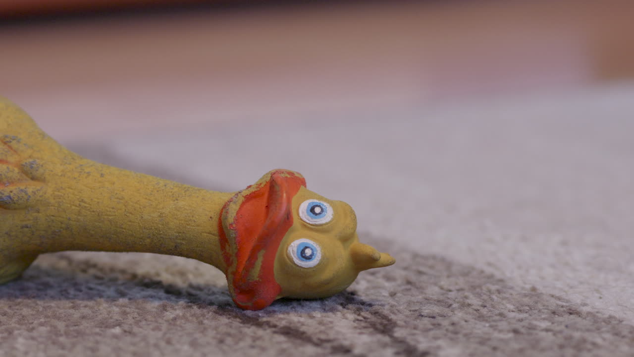 Dog toy rubber duck on carpet