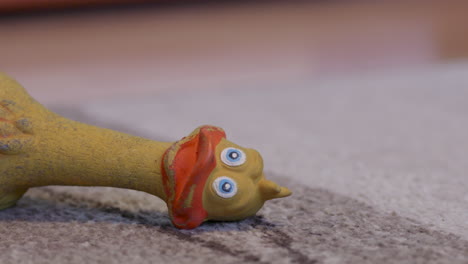 dog toy rubber duck on carpet