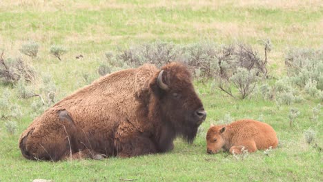 bison and calf grazing at yellowstone national park in wyoming