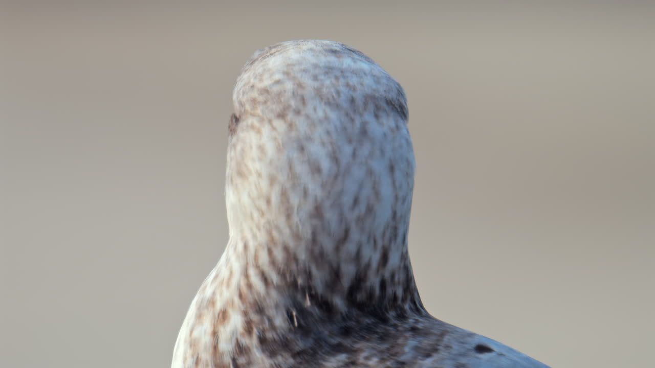 Close up of a seagull on a blurred background
