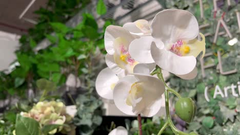un primer plano de una hermosa flor blanca guardada en un centro comercial para aumentar la belleza de ese lugar
