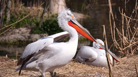 Slow-motion-shot-of-wild-Pelican-resting-in-straw-field-during-sunny-day,close-up