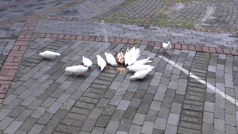 flock of white pigeons eating corn on city square or yard