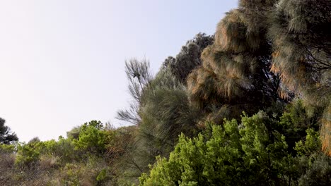 lush greenery and trees in port campbell