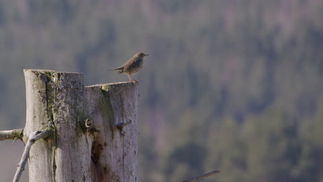 Hermit-thrush-bird-taking-off-flying-from-a-tree-trunk-in-Sweden,-wide-shot