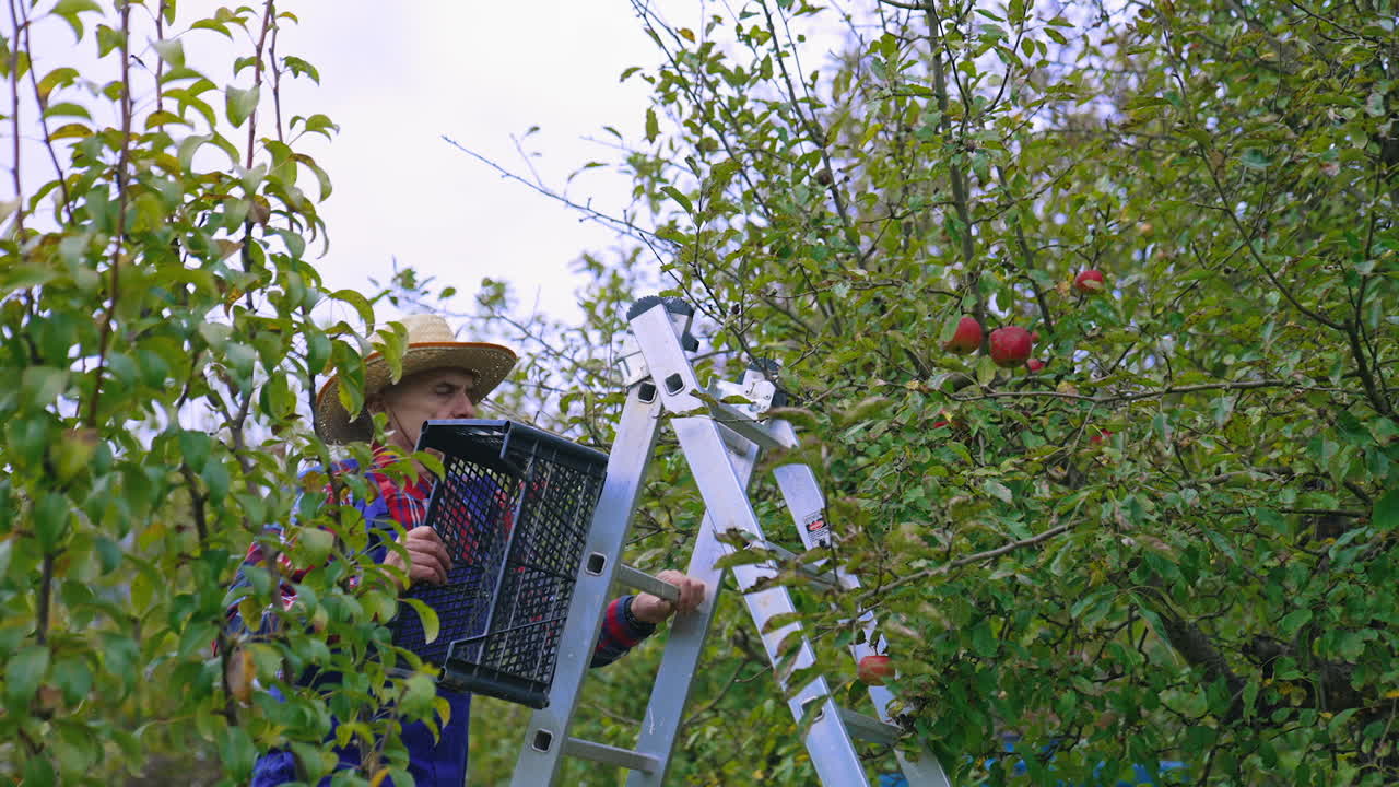 Picking juicy apples from tree branches. Apple harvesting by farmer from the tree.