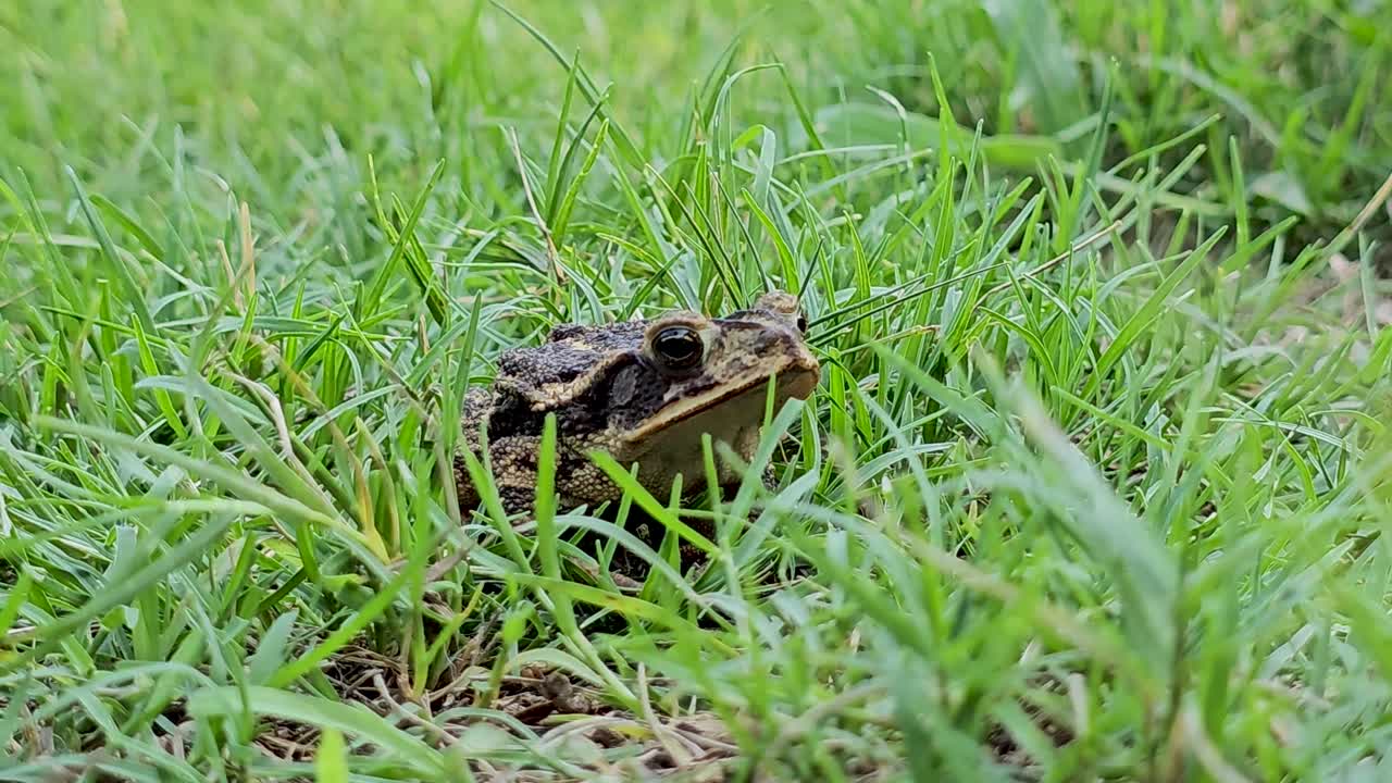 Handheld video of a Gulf Coast Toad Incilius valliceps. Camera is fairly close showing head from the side
