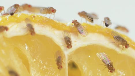 moscas de la fruta limpiándose en macro
