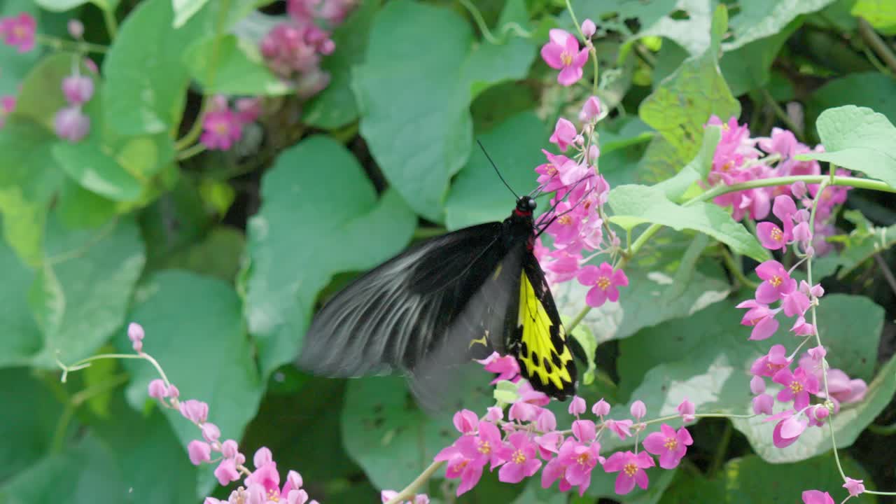 Common Birdwing Butterfly Flapping Wings While Collecting Nectar From Pink Coral Vine Flowers. closeup shot