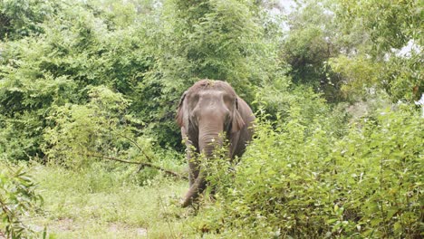 elephant in green asian jungle eating leaves and waving trunk during day time, slowly moving backwards
