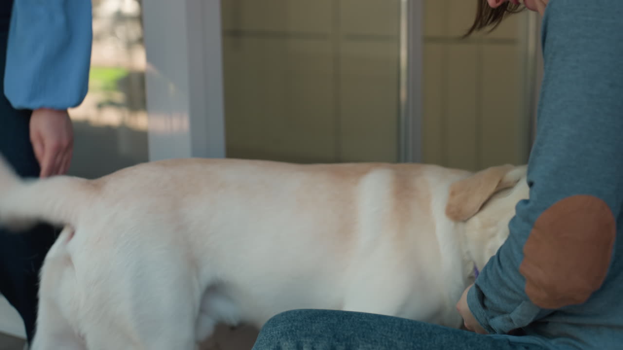 gentle dog training, calm session with supportive caregivers, respectful approach during peaceful dog training session, serene interaction involving caring individuals and wellbehaved labrador