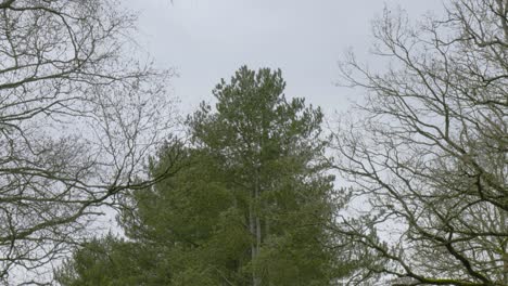 Bewegung-Kahler-Bäume-Und-Kiefern.-Bewölktes-Wetter-Mit-Wind