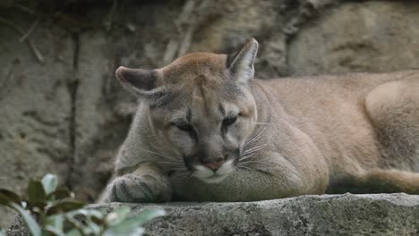 a cougar resting on a rock