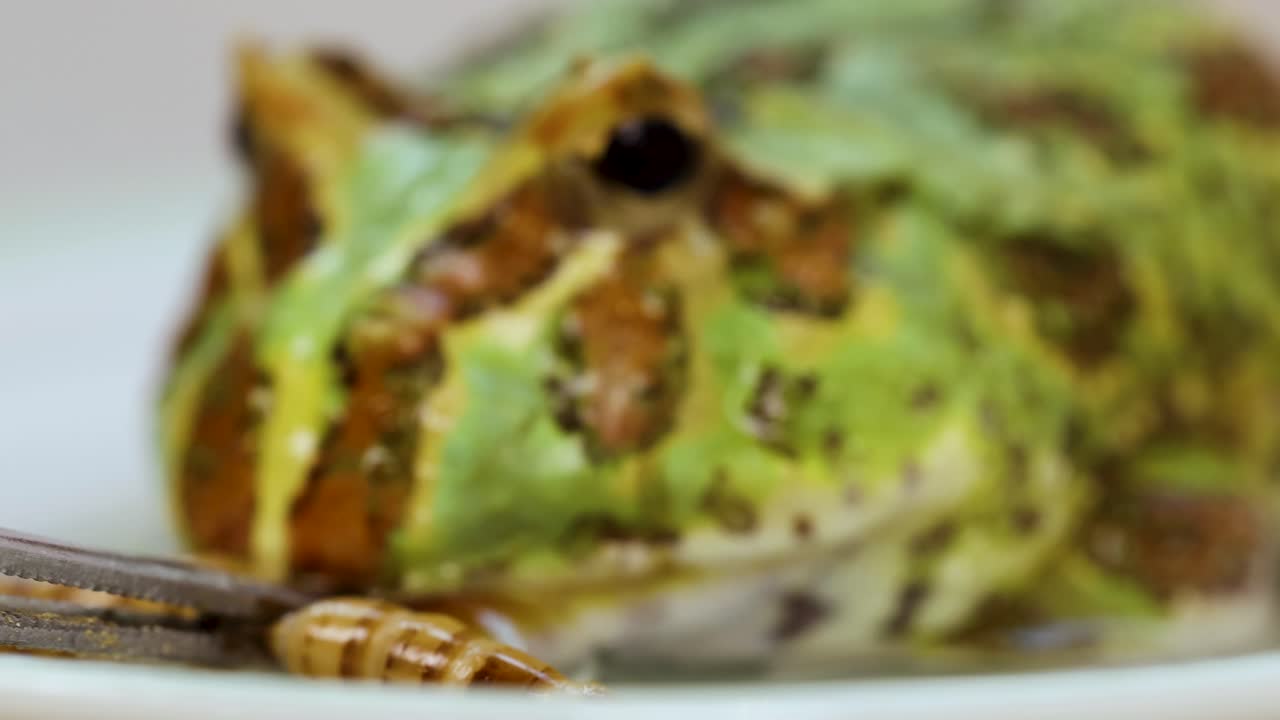 A horned frog consumes a superworm in a detailed close-up sequence, highlighting its vibrant colors and feeding behavior