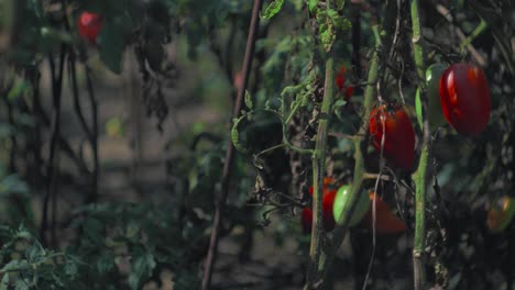 Toma-Panorámica-A-Cámara-Lenta-De-Tallos-De-Tomate-En-El-Huerto