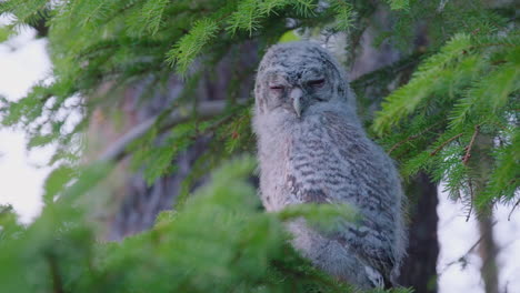 Búho-Tawny-Juvenil-Durmiendo-Durante-El-Día-En-La-Rama-Del-árbol