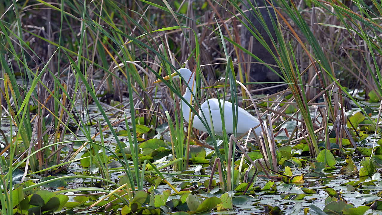Great white Egret walking on waterplants between reeds to look for prey, Florida