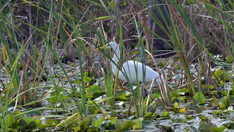 Gran-Garceta-Blanca-Caminando-Sobre-Plantas-Acuáticas-Entre-Juncos-Para-Buscar-Presas,-Florida