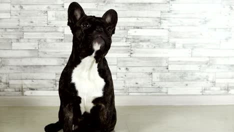 animal dog French bulldog sitting licks its muzzle