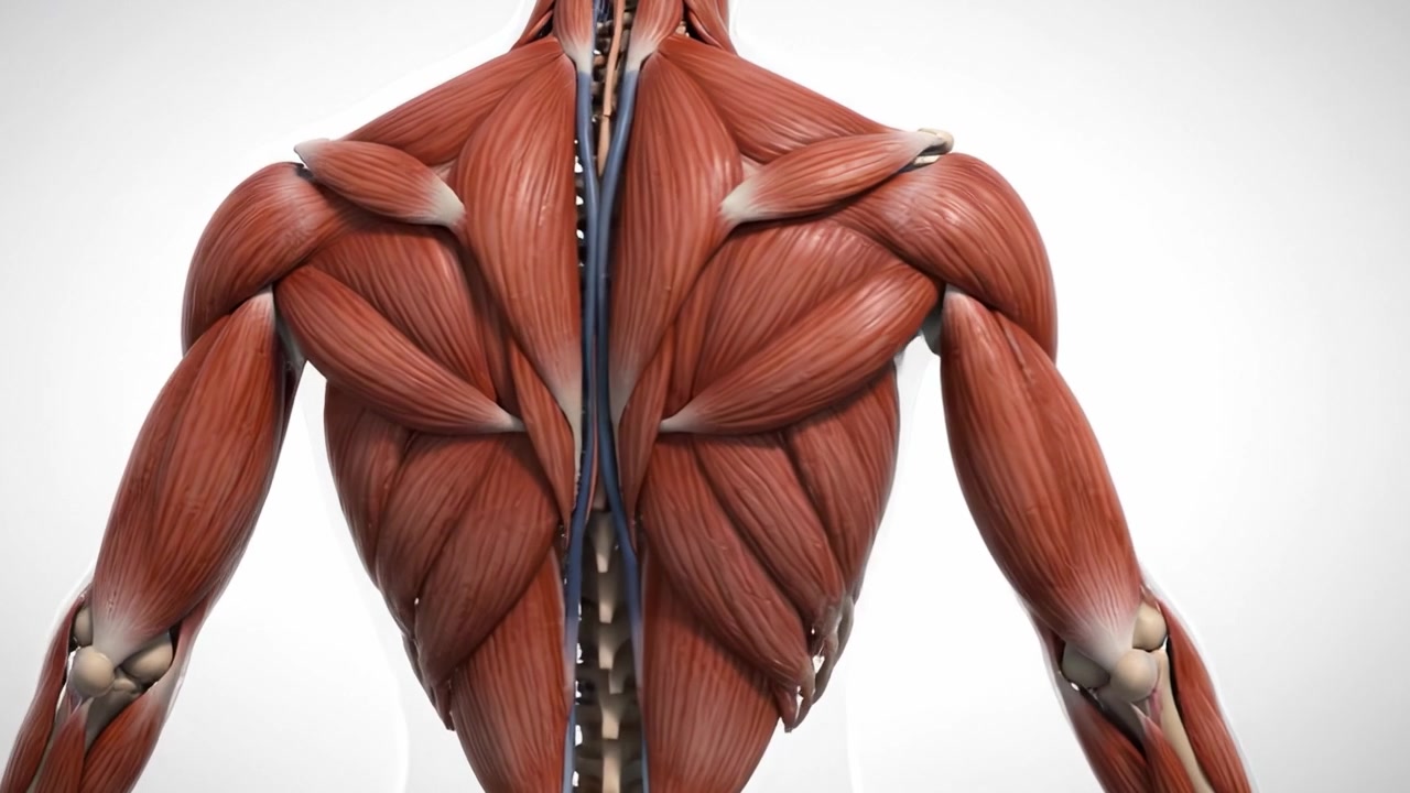 Ihmisen anatomian tutkiminen yksityiskohtaisten luuranko- ja lihasrakenteiden kautta dynaamisessa 3D-mallissa, joka havainnollistaa kehon järjestelmien yhteenliittymistä