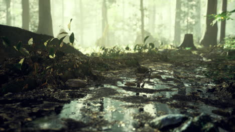 sunlight filters through trees in lush forest revealing a muddy path