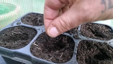 manos masculinas sembrando semillas en cámara lenta en la bandeja de compost de germinación del invernadero