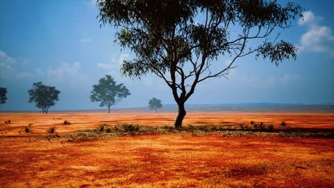 Afrikanische-Savannenlandschaft-Mit-Akazienbäumen