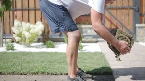 gardener laying a roll of natural lawn turf