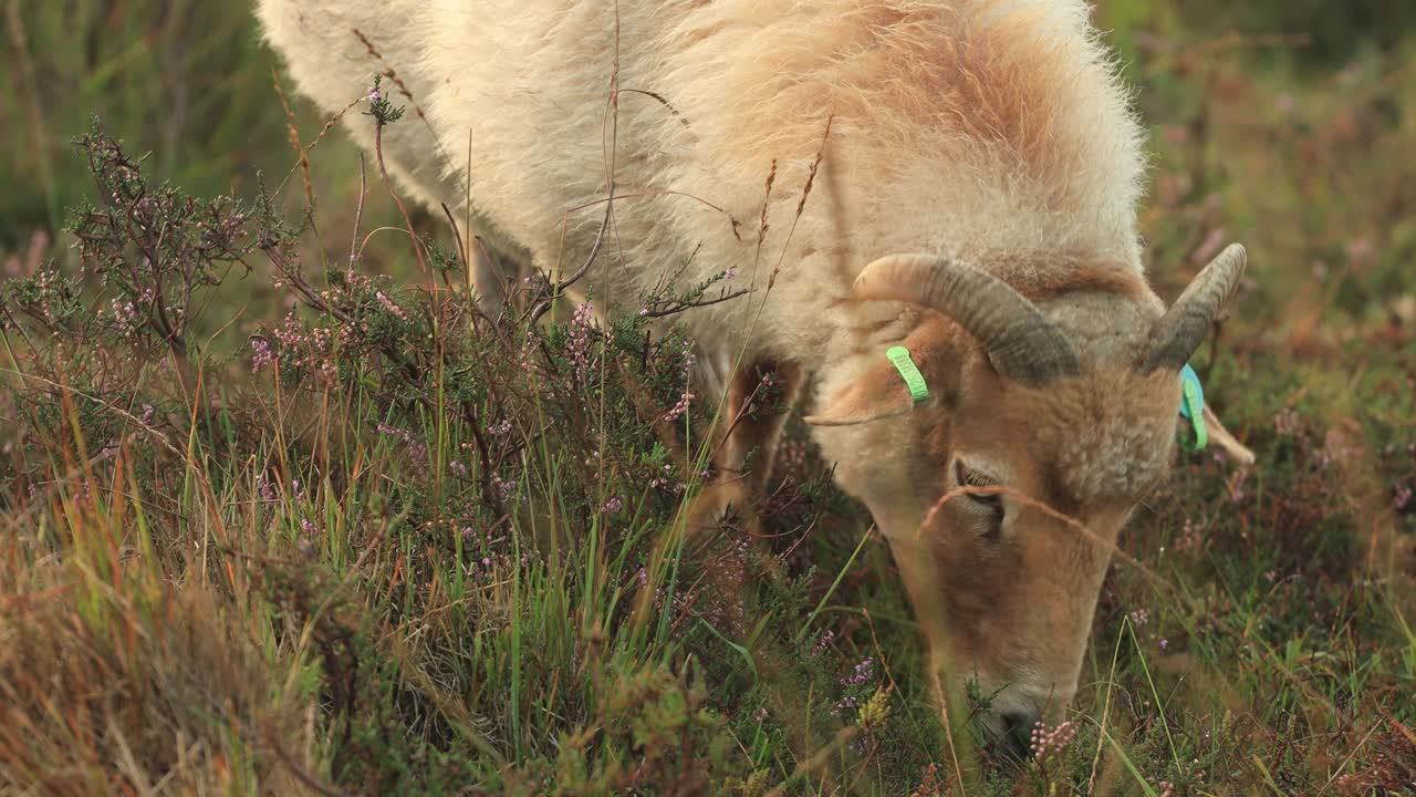primer plano de un ciervo con cuernos pastando en un paisaje de páramos de brezo entre praderas cubiertas de hierba alejándose dejando el resplandor naranja en la brumosa gota de rocío rico amanecer