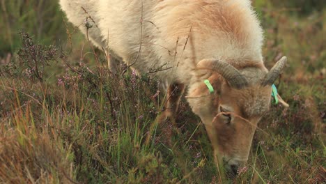 Closeup-of-buck-with-horns-grazing-in-heather-moorland-landscape-among-grassy-meadow-walking-away-leaving-the-orange-glow-on-the-misty-dew-drop-rich-sunrise