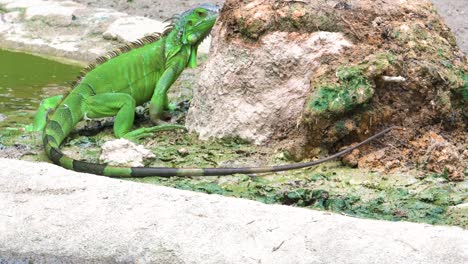 green iguana searching for food near pool, singapore